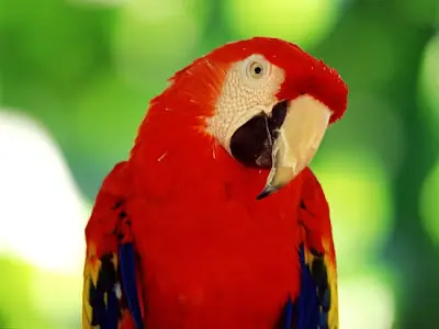 Sabias que... Los loros viven hasta 75 años