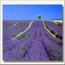 La Lavanda, cultivo y usos medicinales