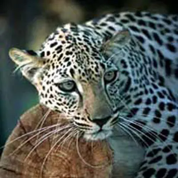 Grandes felinos en peligro de extinción
