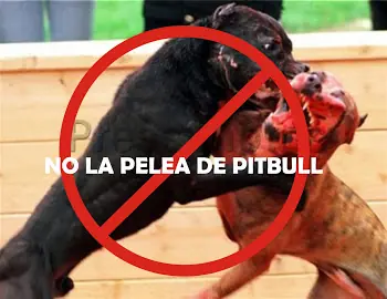Pitbull mata anciana