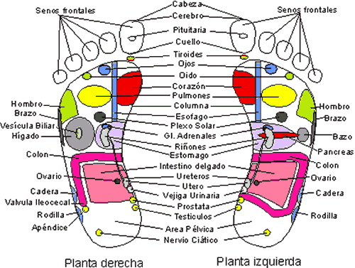 Que significa cada lugar de la planta del pie! Exelente!