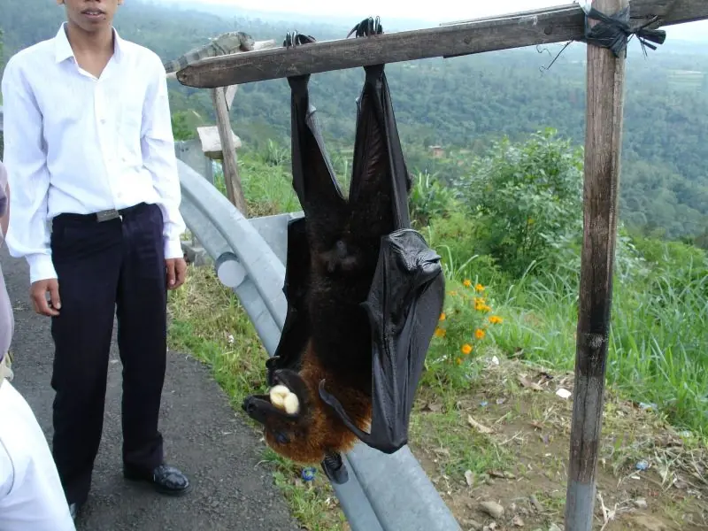 Mothman