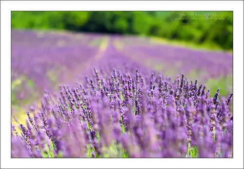 20 Fotos preciosas de campos de lavanda
