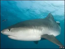 Tiburones visitan a los peces para que los limpien
