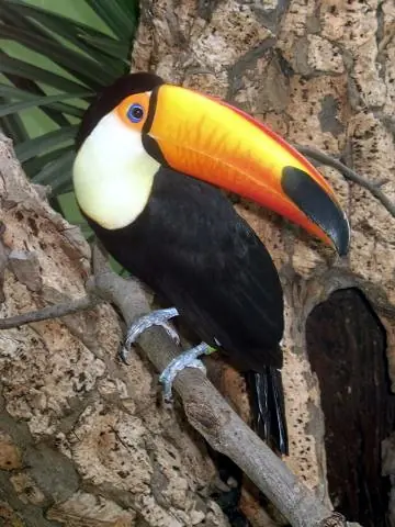 Tucanes, unas de las mas bellas aves que existen