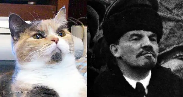 gatos