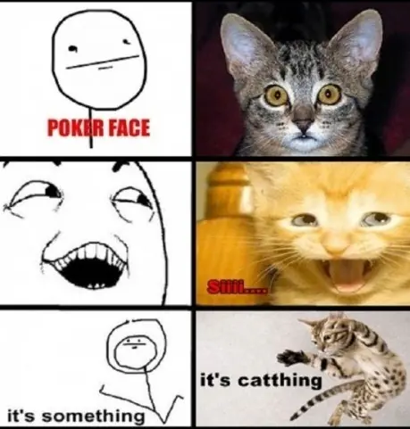 gatos