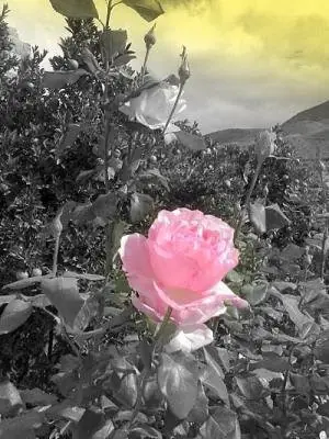 Rosas (dibujos)