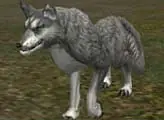 Quest Pet Wolf (Get a Pet - NIVEL 15) - Lineage 2