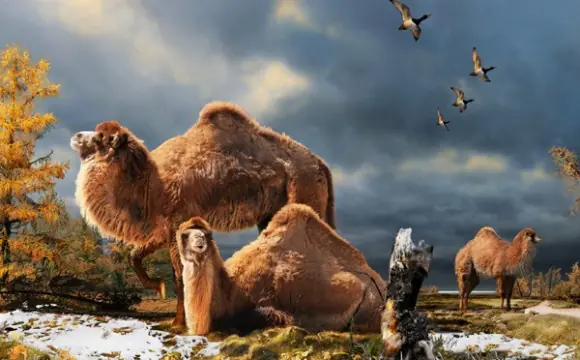 Los ancestros de los camellos vivían en el Ártico