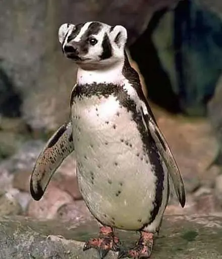 La Magia Del Photoshop En Animales