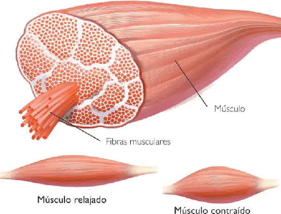 Hipertrofia: Sarcomérica y Sarcoplasmática