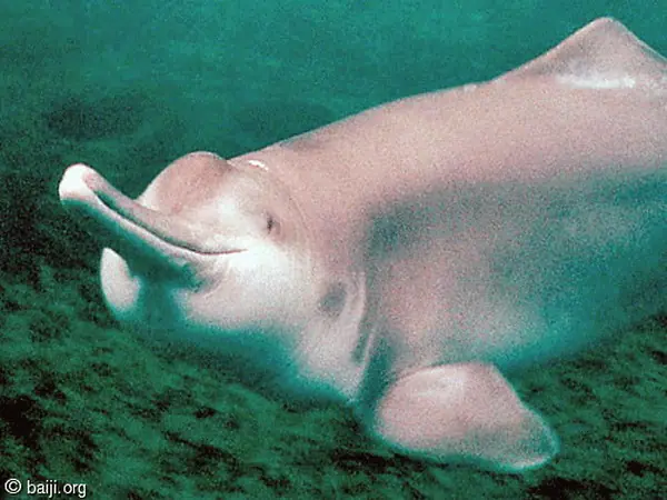 Las últimas 10 especies extintas (reflexionemos)