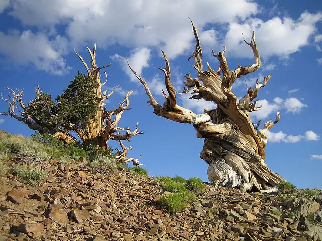 Un árbol de cinco mil años fué talado por un becario.