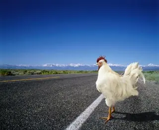 Explicaciones, Por que el pollo cruza la carretera?