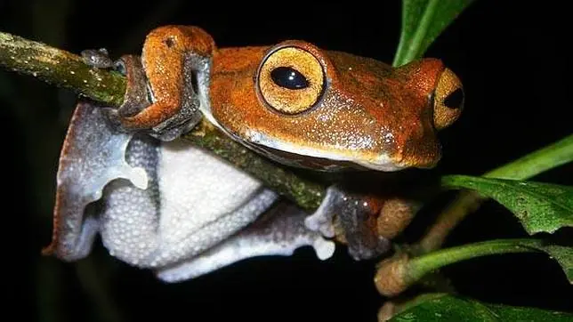 La rana vampiro de vietnam!