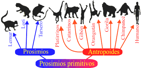 evolucion humana