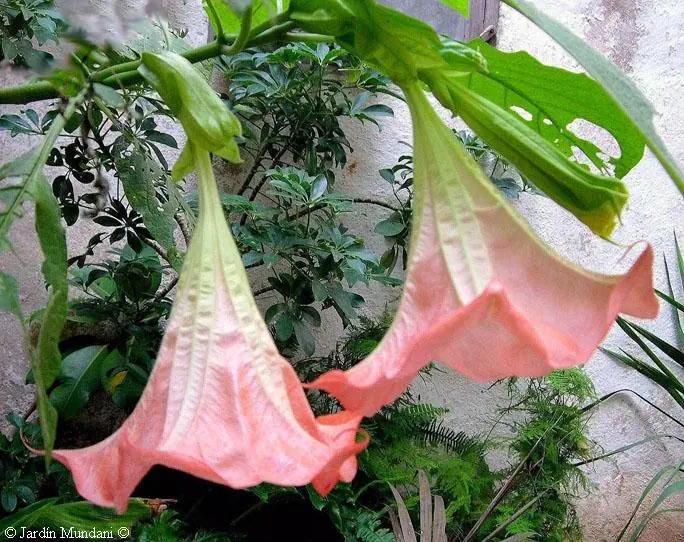 Mi experiencia con Floripondio... Poesia propia y más.