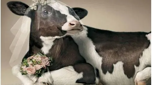 Tuvo sexo con una vaca y lo obligan a casarse con ella