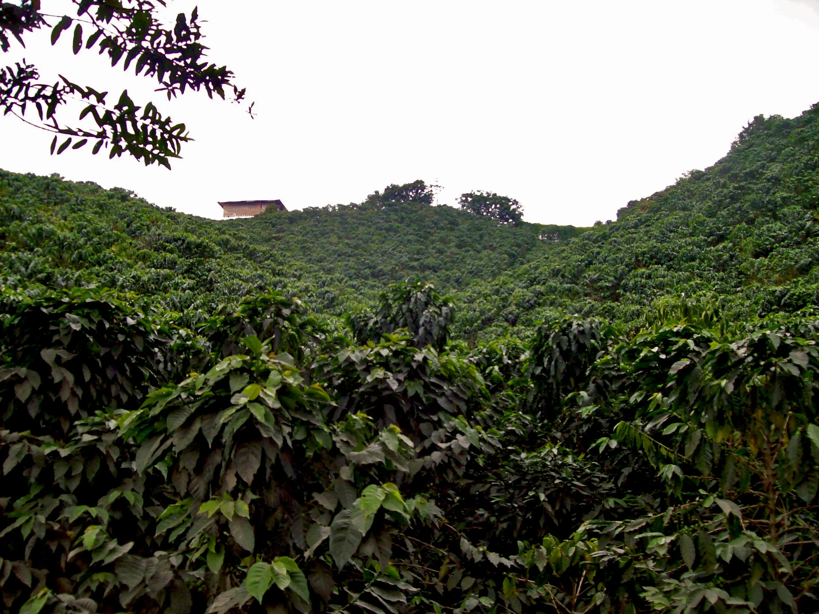 Fuerzas oscuras contra el paisaje cafetero