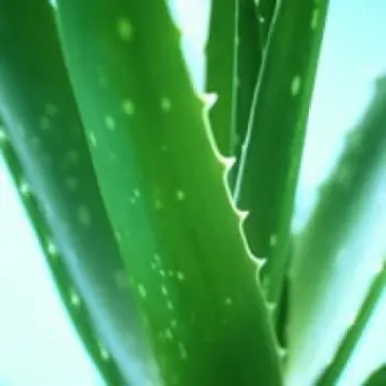 Shampoo natural de Aloe Vera!