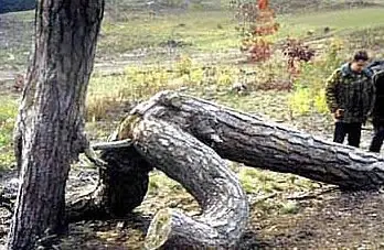 Mal Pensados (Fullimol)