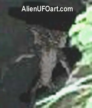 Hoaxes: Imágenes que no son.