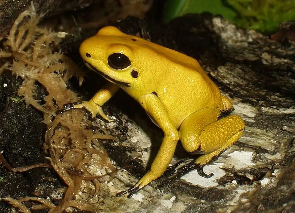 Los 10 animales mas mortiferos del mundo