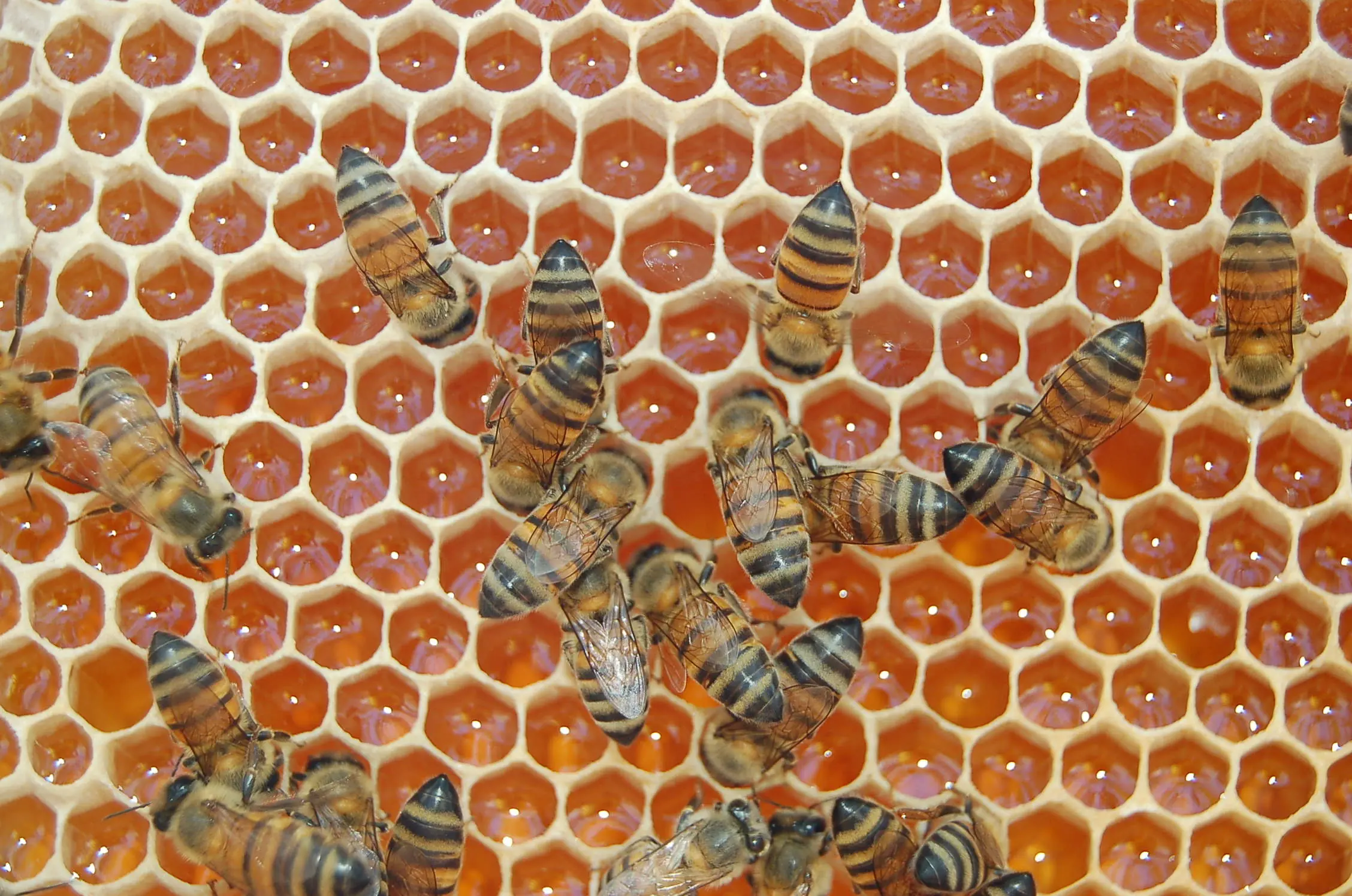 Como comprobar la pureza de la miel