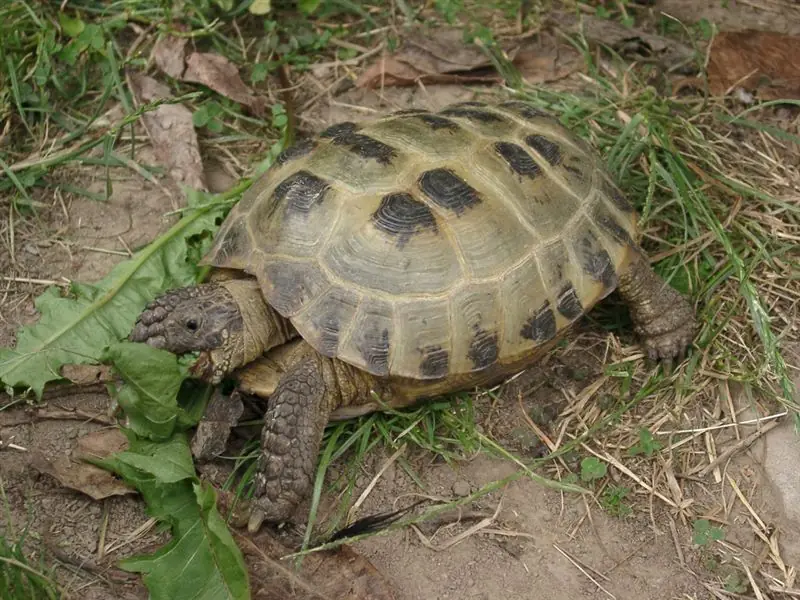 Tenes una tortuga como mascota? Entra ya!