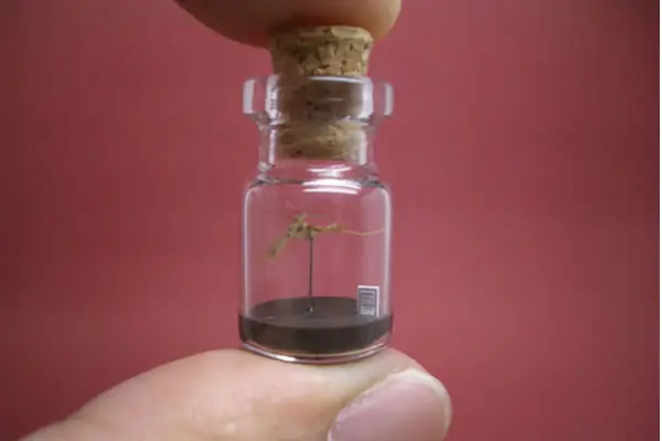 Mundos en pequeñas botellas