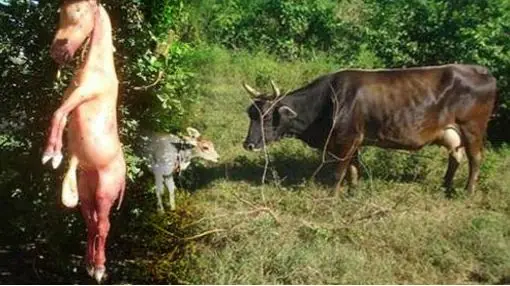 El extraño caso de una vaca que dio a luz un caballo