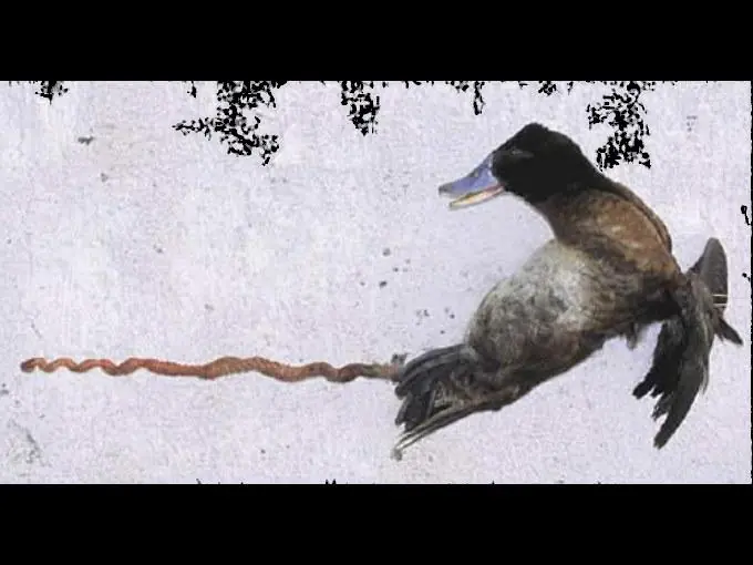 Los siete penes animales más raros de la naturaleza