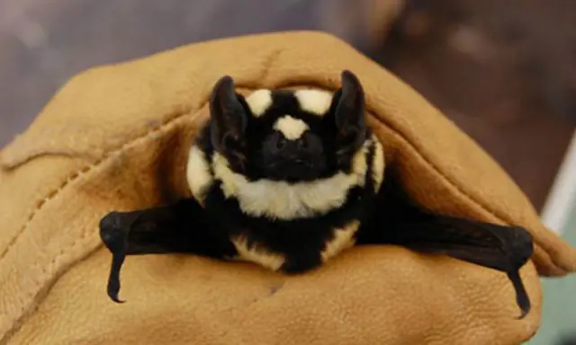 En Sudán descubren un ¿murciélago panda?
