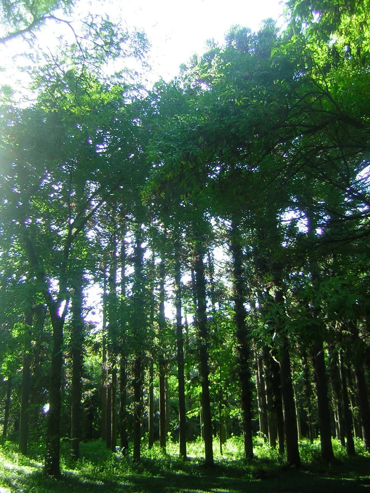 cuantas hojas de papel salen por arbol?