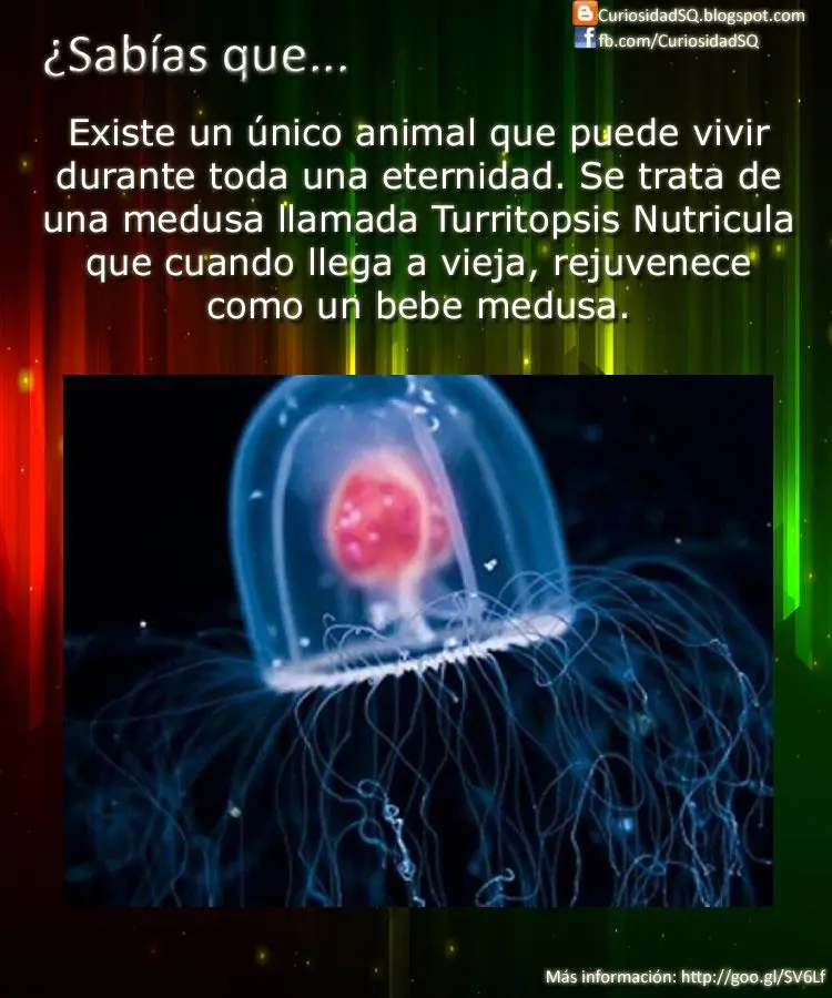 Animales