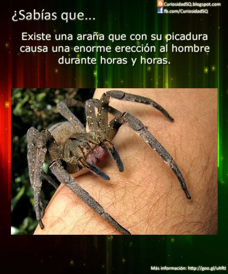 sabias que