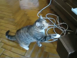 Gif graciosos de gatos.