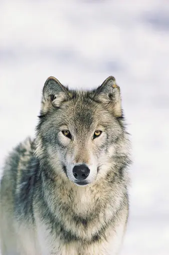 El Lobo un increible animal!