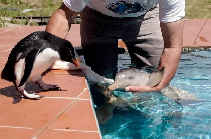 Un delfin de 10 dias de edad cerca de Montevideo, Uruguay