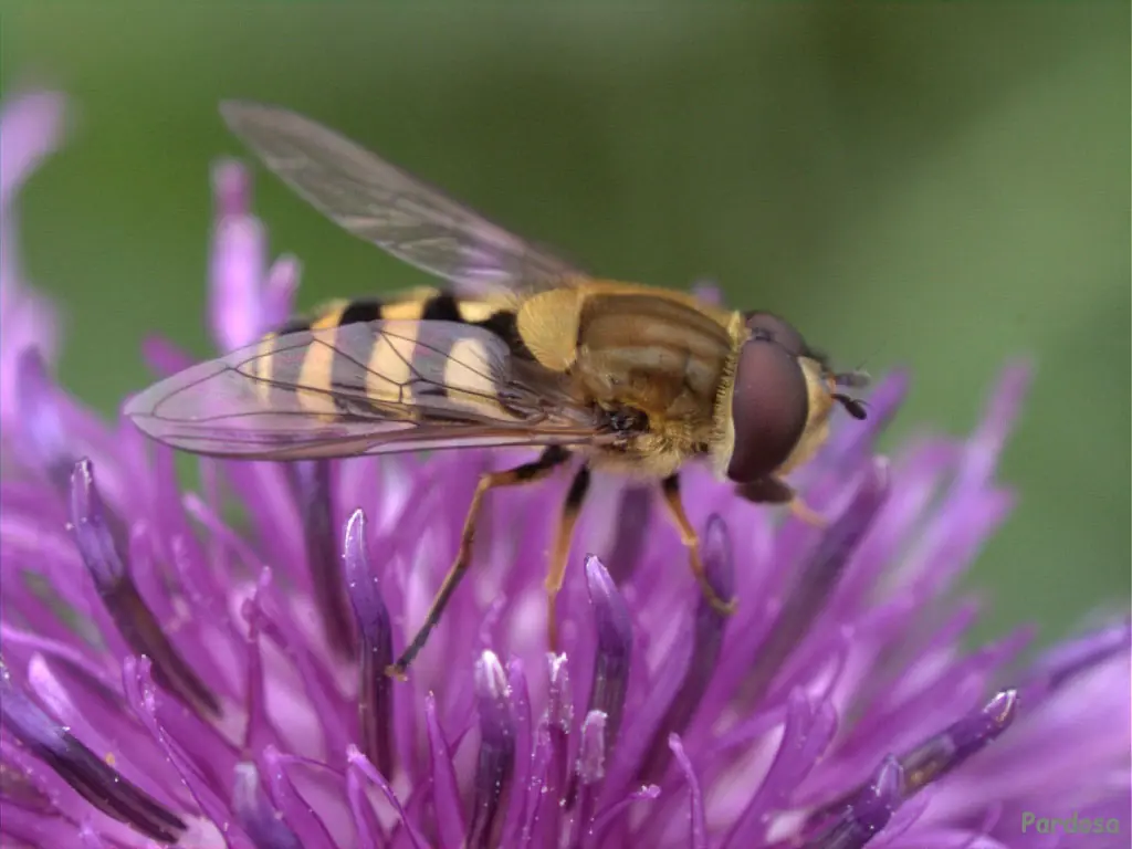 por que casi no hay abejas en estados unidos?