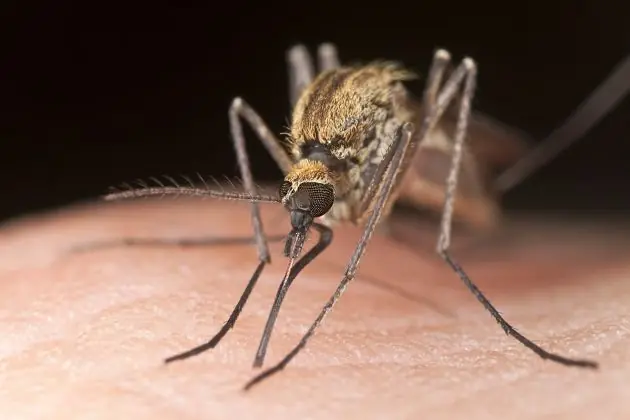 ¿Cuánto viven los mosquitos?