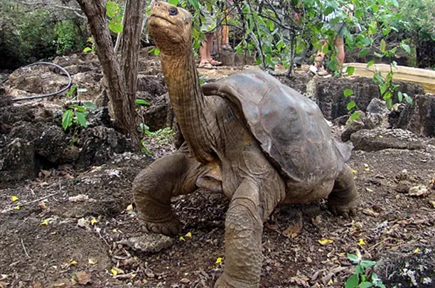 muere la ultima tortuga gigante 