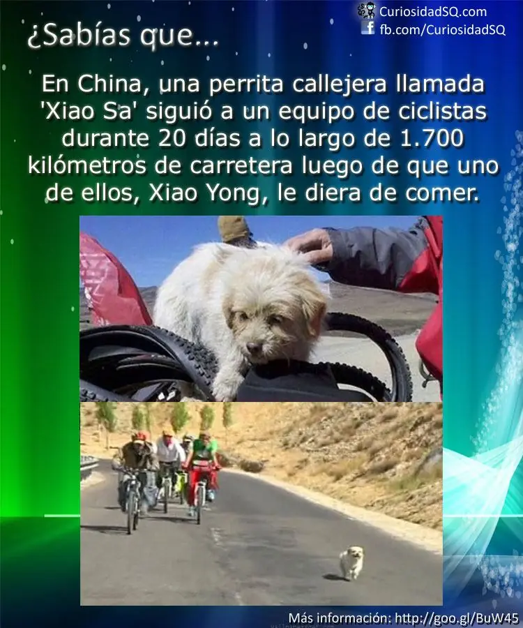 Sabias que? inteligencia colectiva