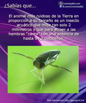 el animal mas ruidoso del planeta