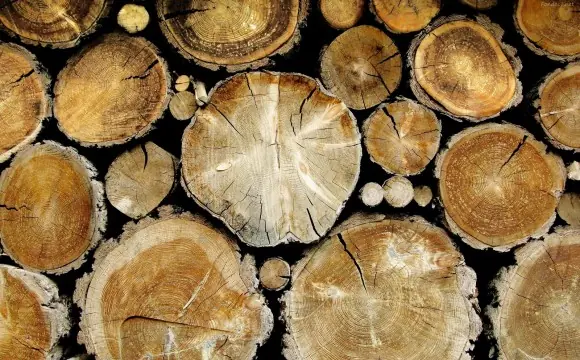 Los árboles que necesitan protección