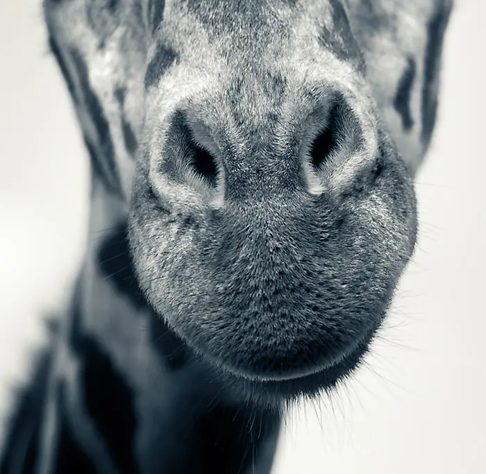 Animales Hermosos: La Jirafa