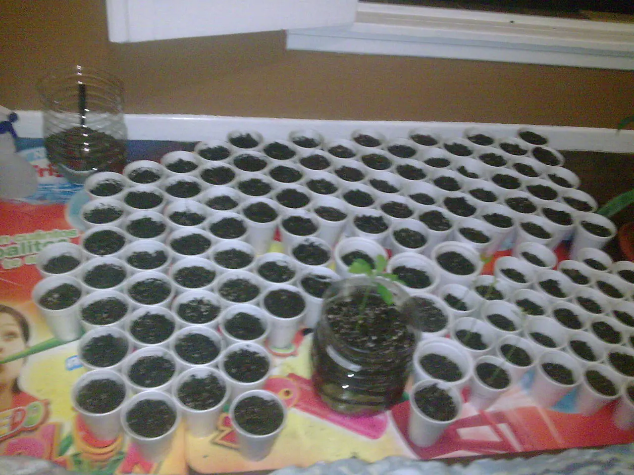 Mi plantación de 400 Robles