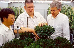 A las plantas les encanta el Metal???