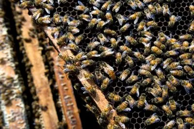 ¿Por qué desaparecen las abejas?